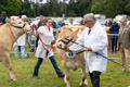 Malton Show 2024